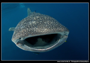 Whale Shark filtering... by Michel Lonfat 